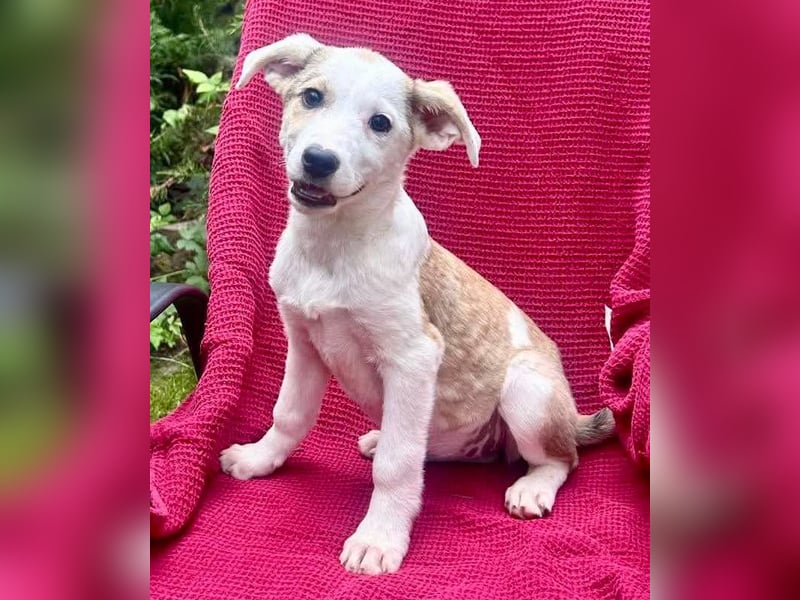 PETZI , hübsches Hundemädchen