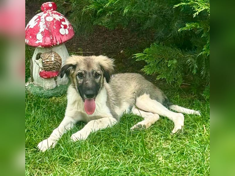 Junior, kleiner Herzensbub sucht sein Glück
