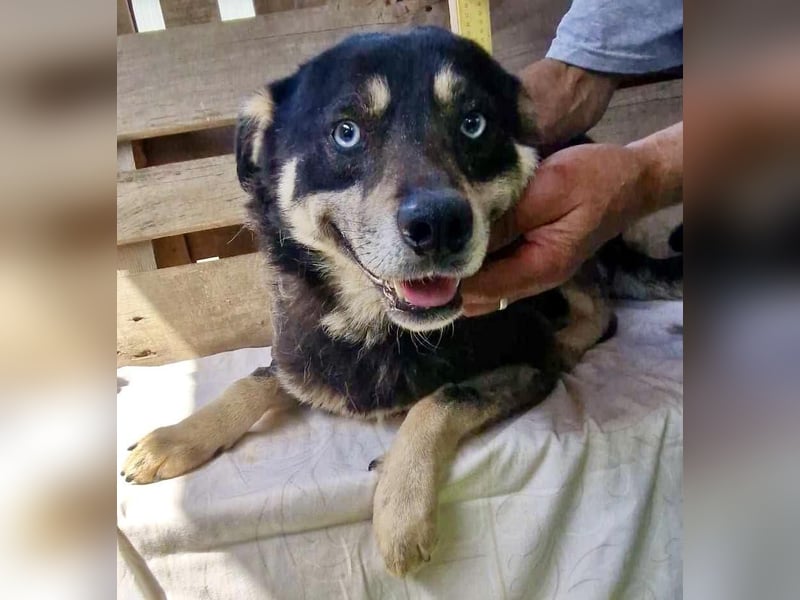 Verschmuster und verträglicher Moritz verlor sein Herrchen