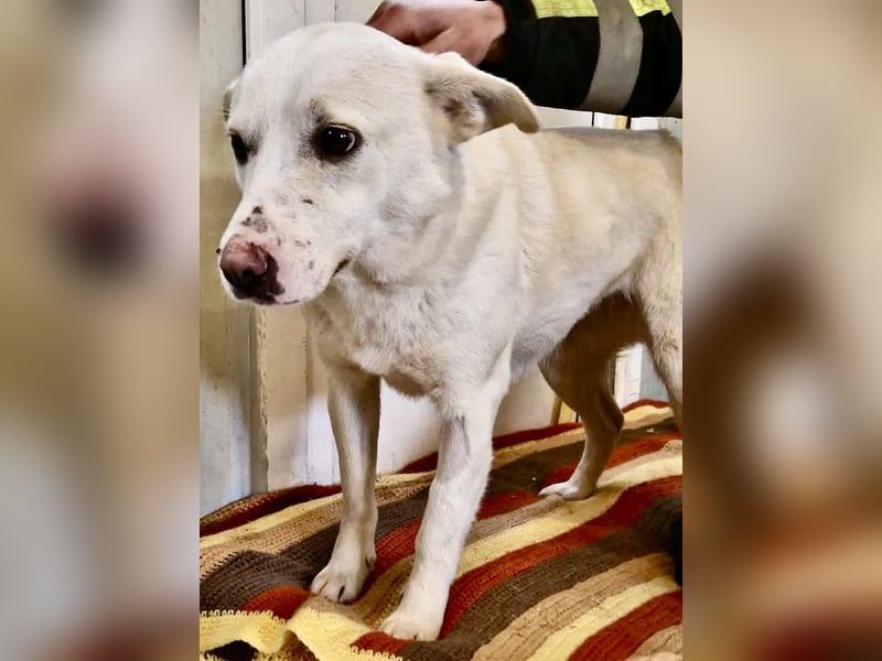 Dankbare, sanfte Blanche