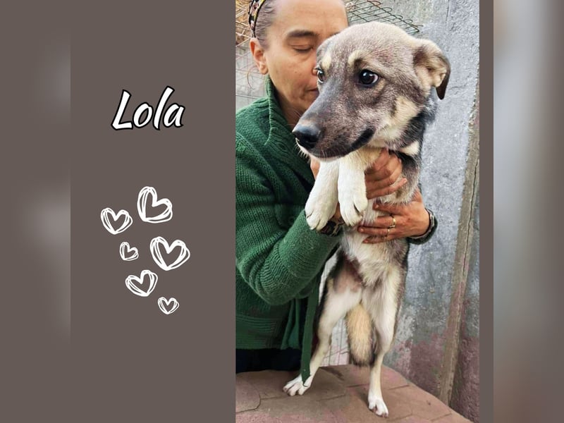 Sanfte, sensible Junghündin Lola