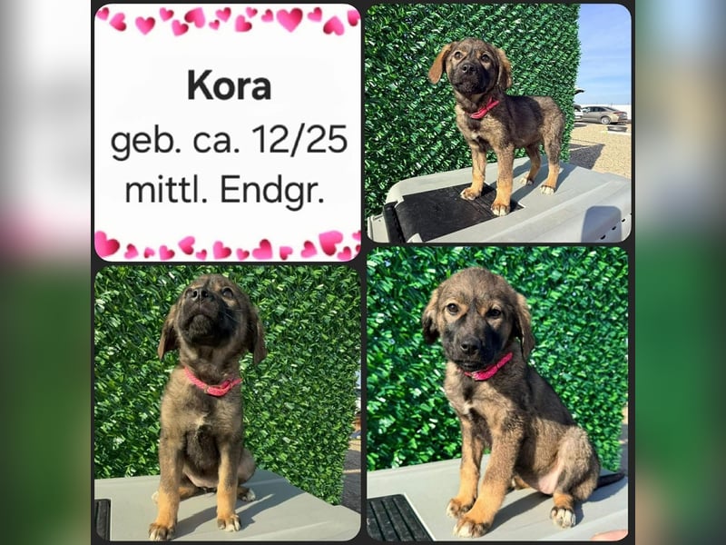 Kora sucht ihre Herzensmenschen