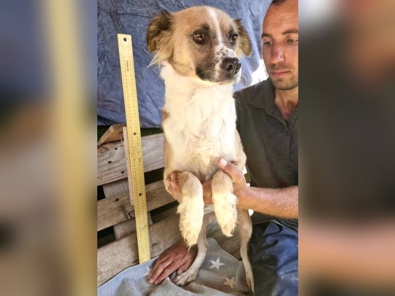 Romy, sanfte Schmusemaus sucht ihre Familie