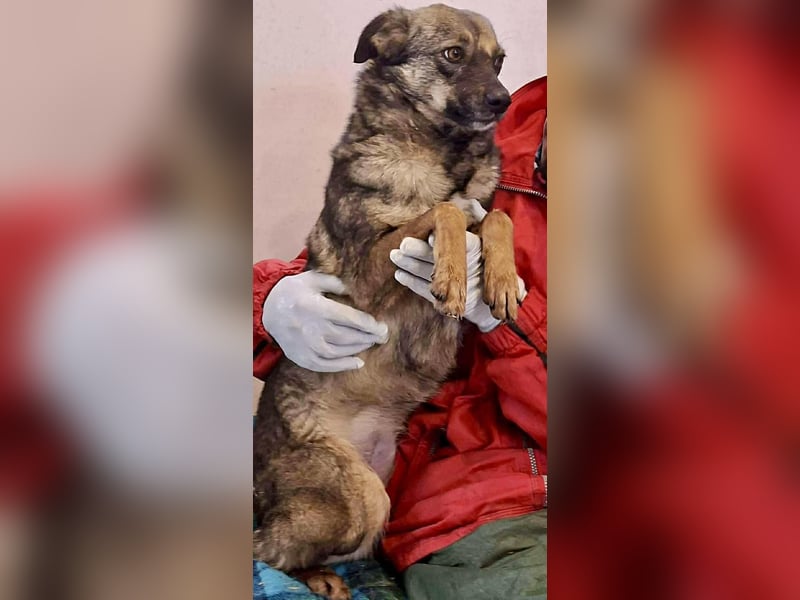 FELINA – auf der Suche nach Wärme