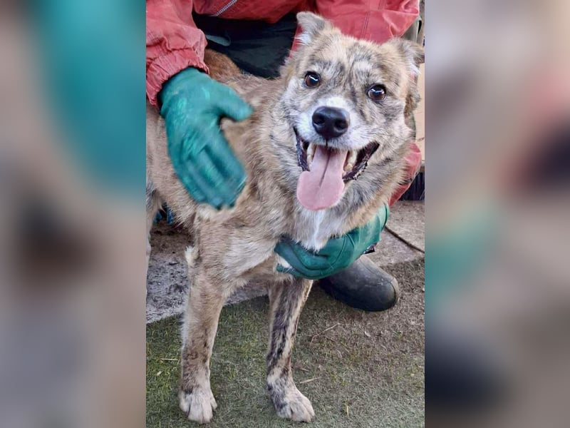 Simba – sensibel, verschmust, lustig