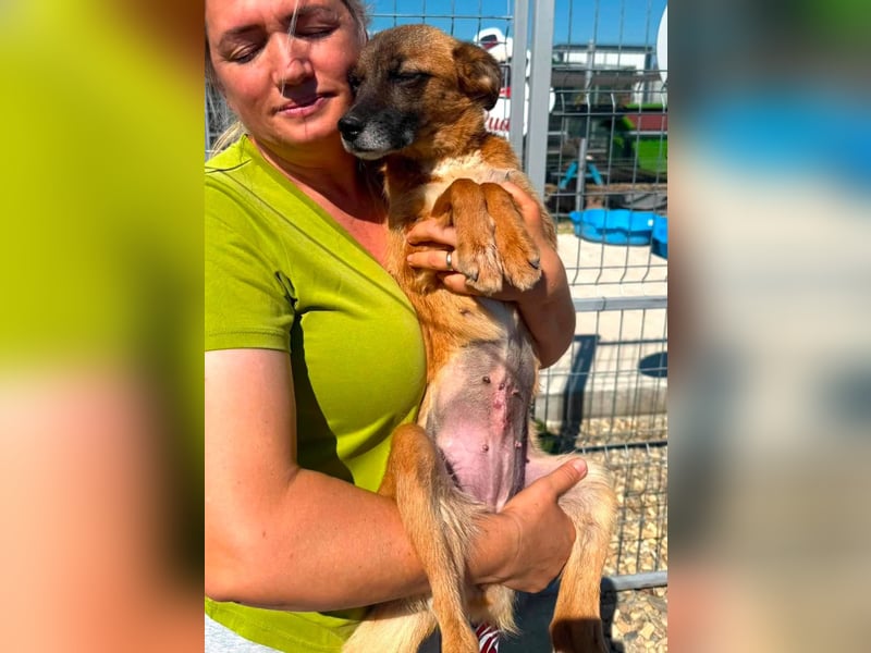 Sanfte Karla sucht ein liebevolles Zuhause