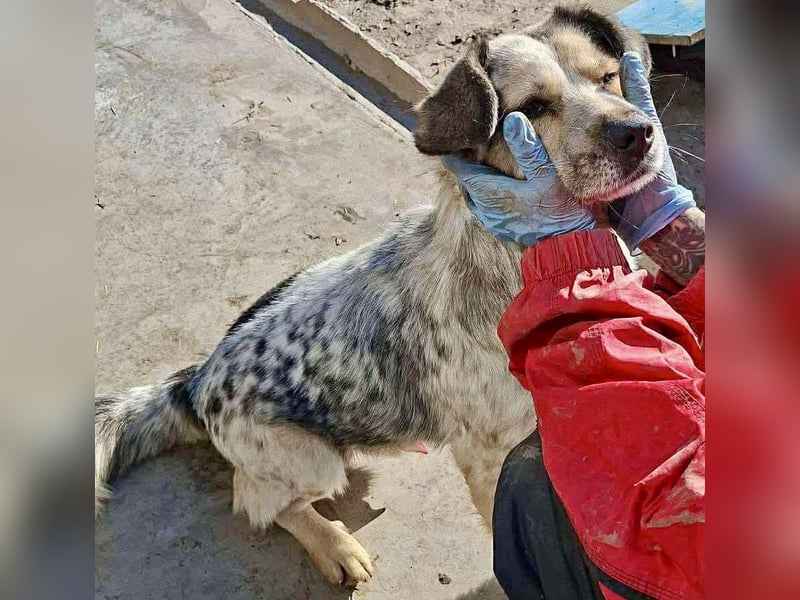 Schmusiger, verspielter Cisco