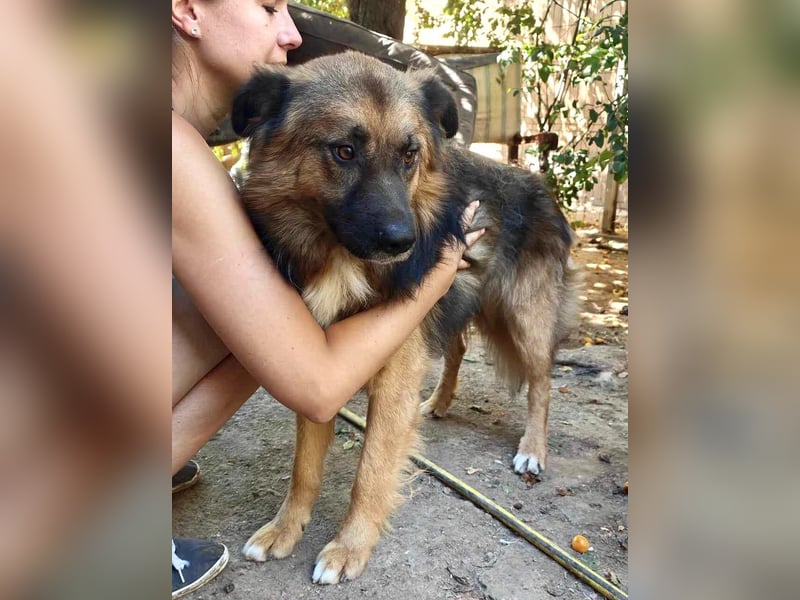 Mimo liebt Menschen und andere Hunde