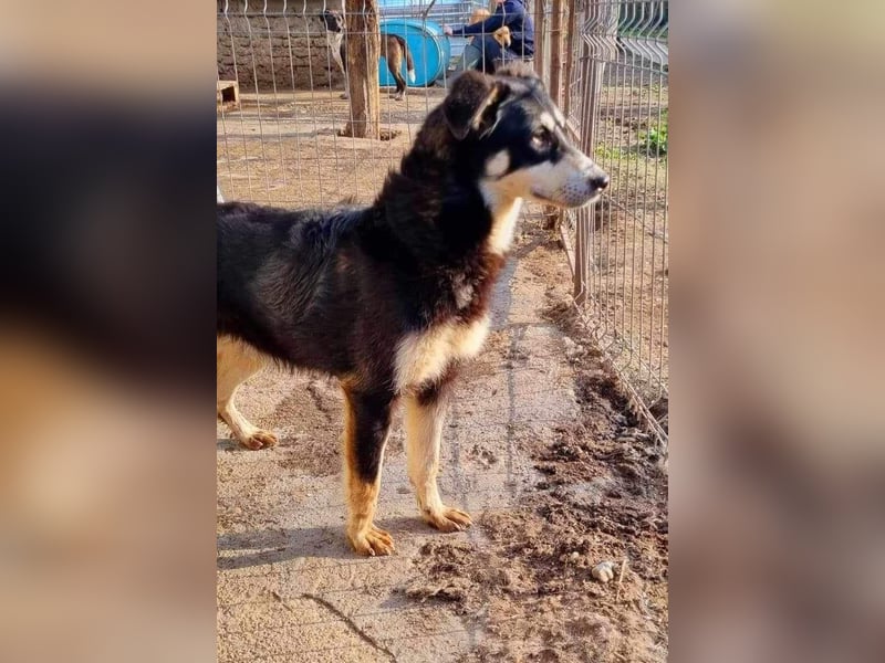 Sanfte, neugierige Hündin Dora