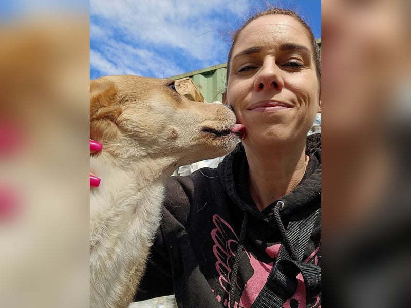 Sanfte Junghündin Alina sucht ein liebevolles Zuhause