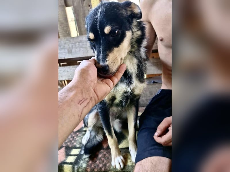 Pauli - sanfter Charmeur