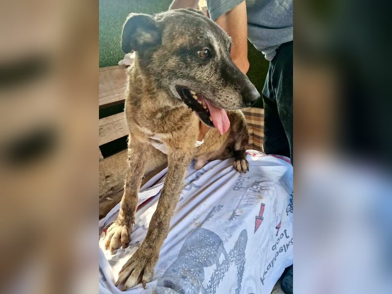 Cody, bitte lass das Shelter nicht seine Endstation sein...