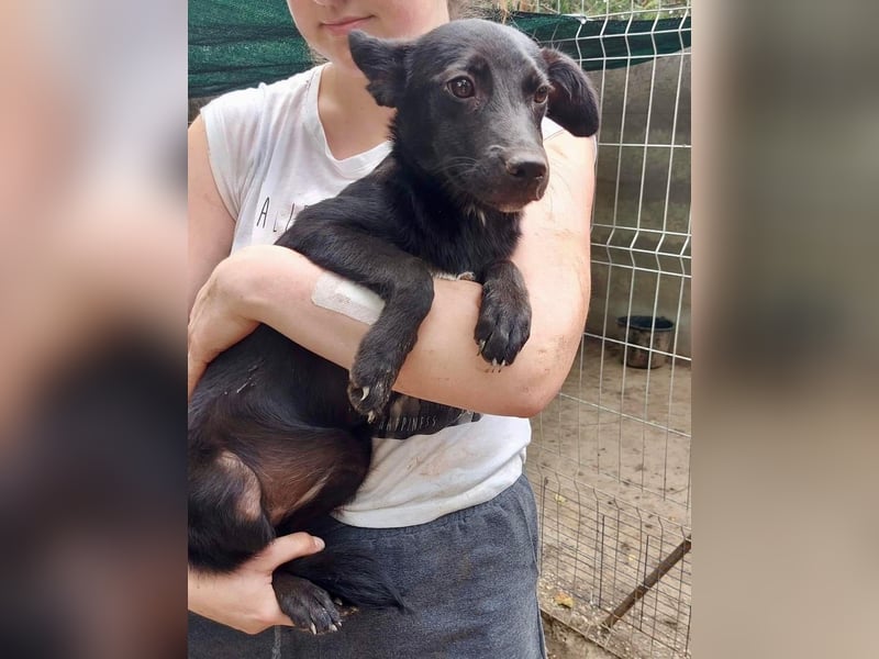 Unsichere, zurückhaltende Hündin Lucy