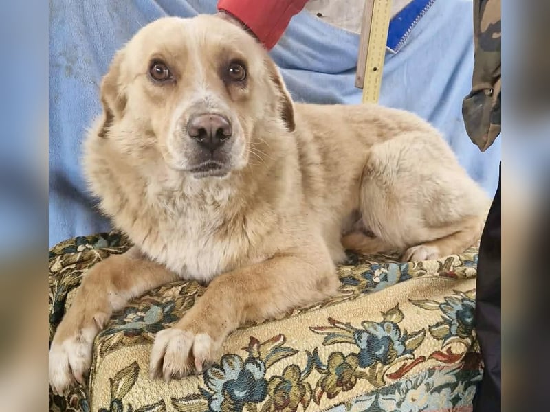 Trauriger Hugo sucht seine Familie