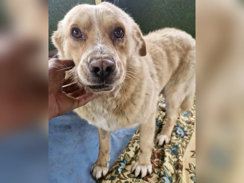 Trauriger Hugo sucht seine Familie