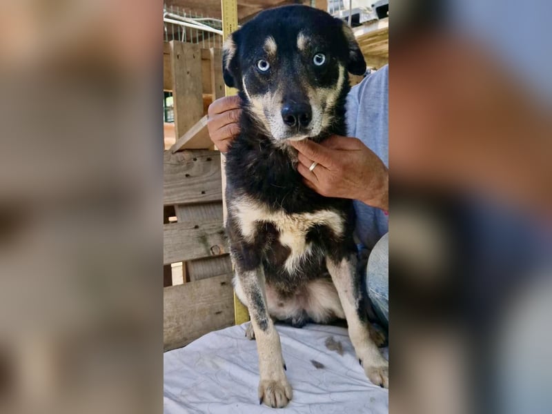 Verschmuster und verträglicher Moritz verlor sein Herrchen