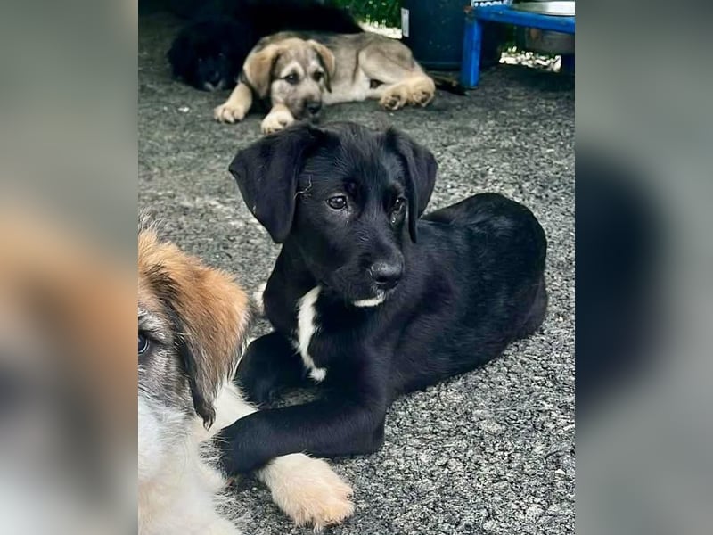 Cupcake – kleiner Glückspilz sucht seine Familie