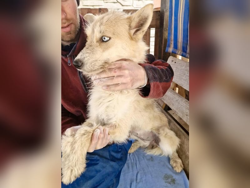 Mara, Schönheit mit zweifarbigem Blick