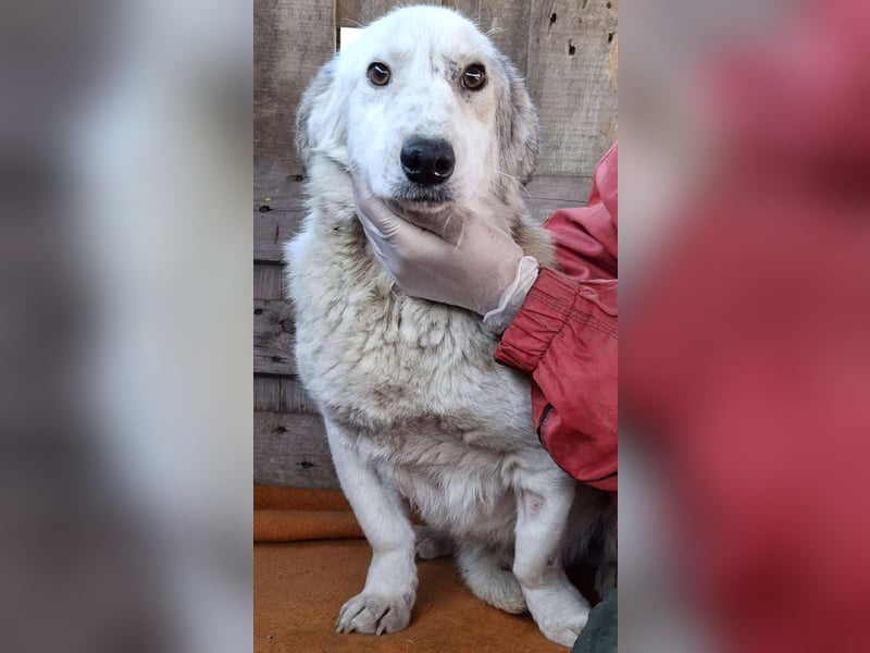 Vorsichtiger Junghund Frodo sucht ein geduldiges Zuhause