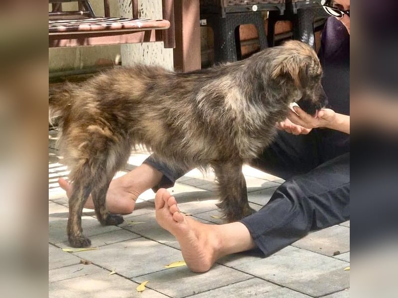 Ronja – kleine Kämpferin sucht ihr Happy End