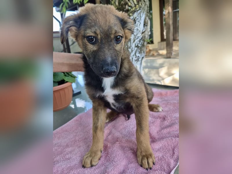 Mogli – kleines Wunder sucht seine Familie