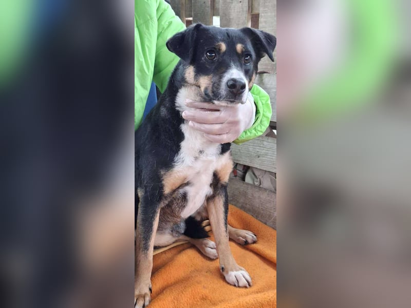  FRANJO – TREUHERZIGER SCHMUSER MIT FEINEM WESEN 