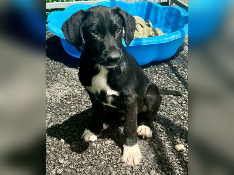 Cupcake – kleiner Glückspilz sucht seine Familie