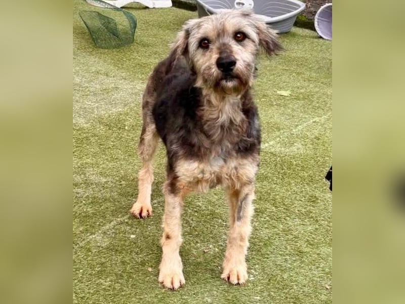 Candy – sanfte Schmusemaus sucht ihr Happy End