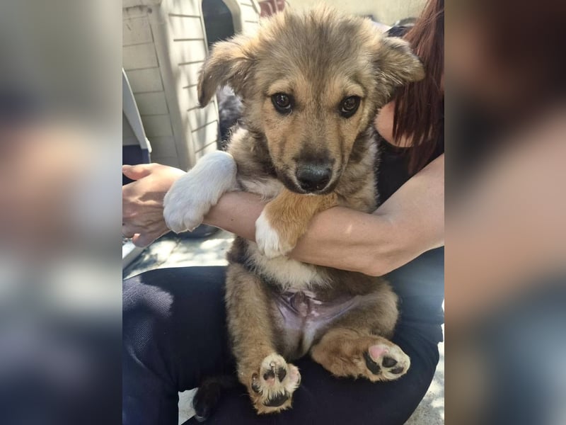 Oli, kleiner Herzensjunge sucht sein großes Glück