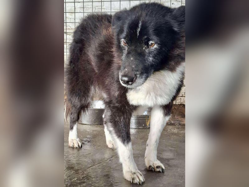 Trauriger, verwaister Pedro