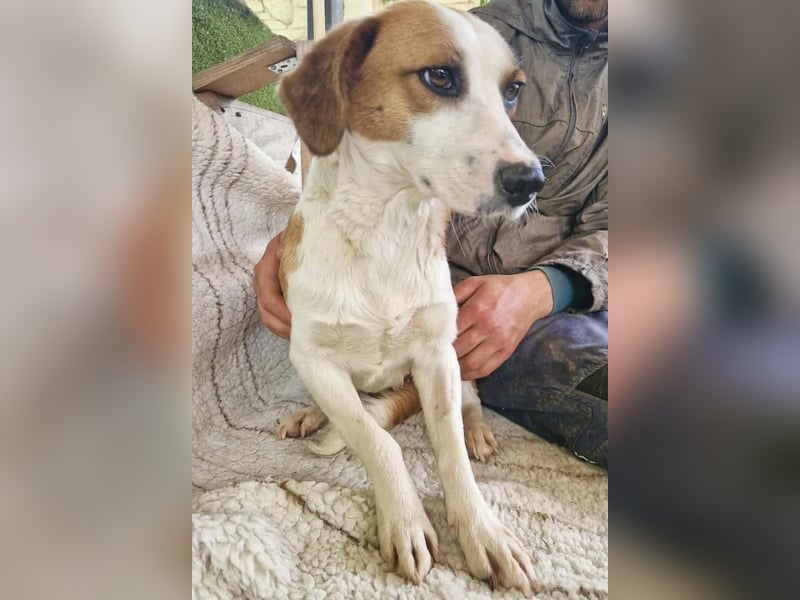 Anika – zarte Hundeseele sucht dringend einen sicheren Hafen