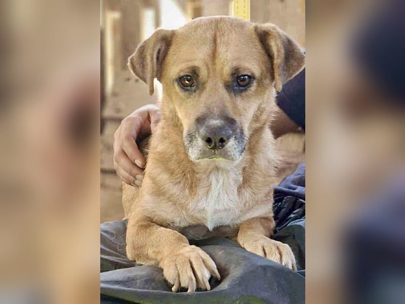 Lisa – sanfte Hündin mit großem Herzen