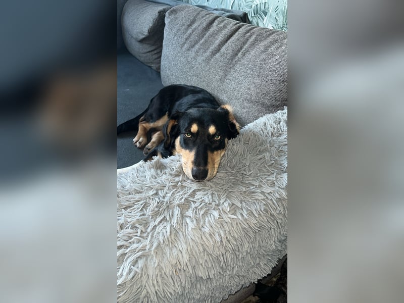 Fröhliches Hundemädchen Juna sucht ihre Menschen