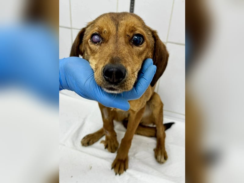 Tapfere Poppy sucht ihr Glück