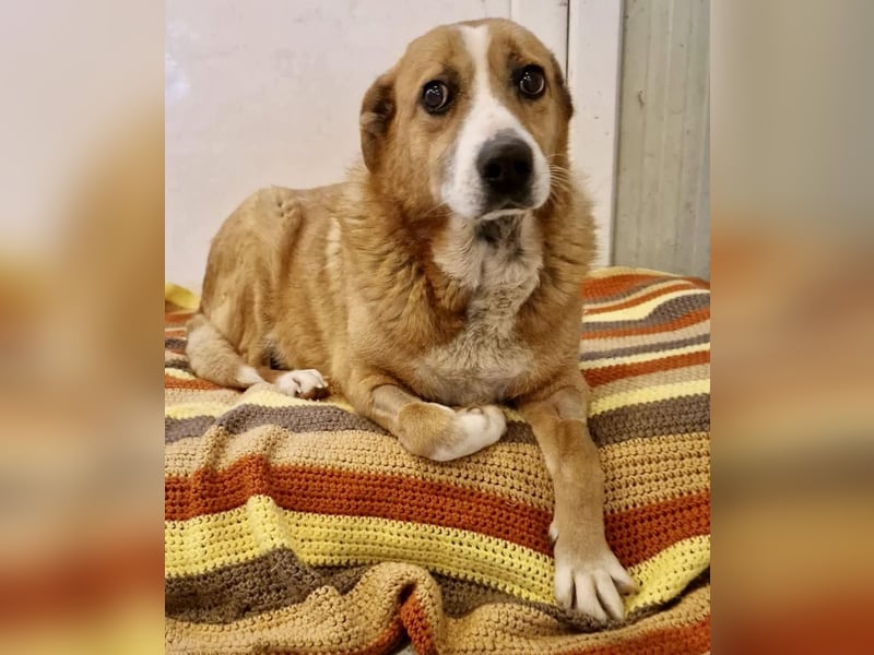 Sanfter Hundeopi Rex