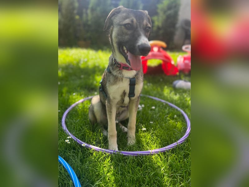 Arco - Ein besonderer Hundejunge wartet auf seine Familie