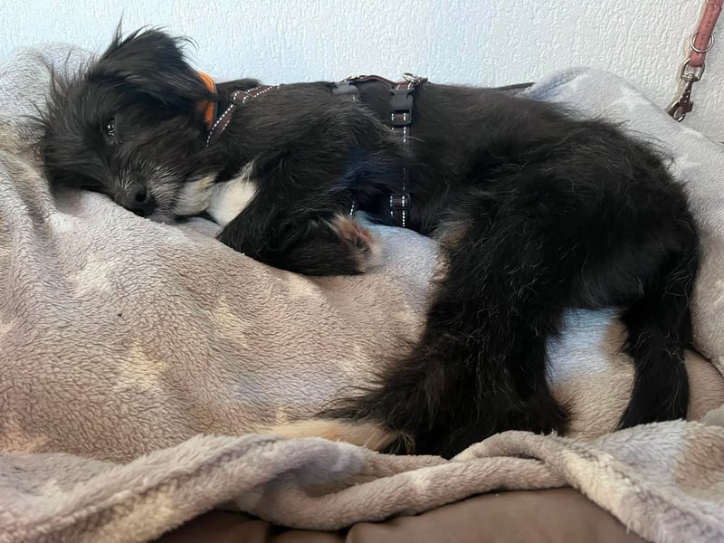 Unkomplizierter Welpe Miro kennt schon Kinder, Katzen und Pferde