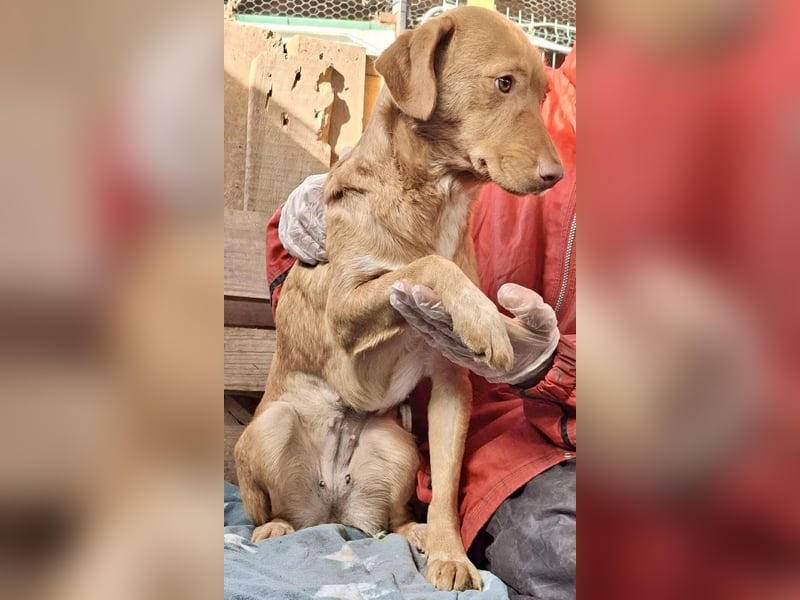 Tosca hat im Shelter Angst