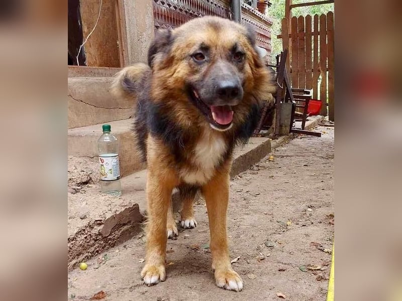 Mimo liebt Menschen und andere Hunde