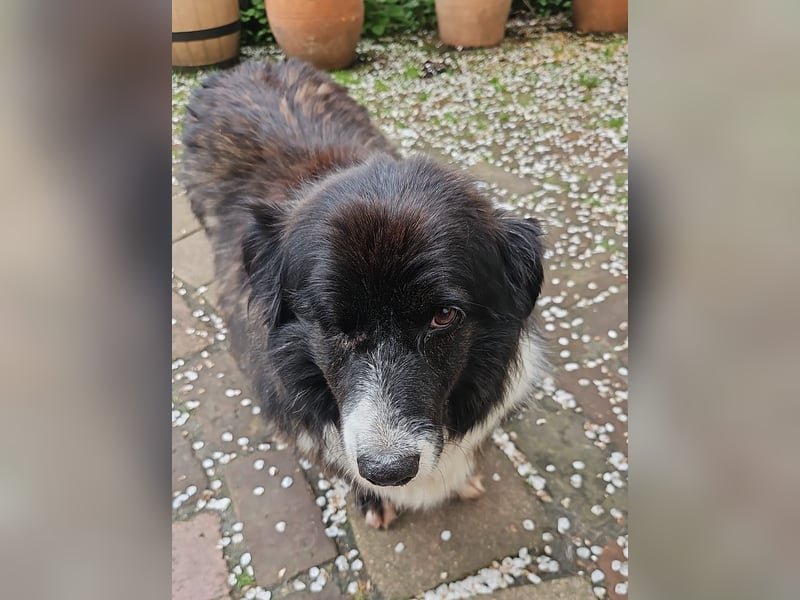 Gnadenplatz für Max gesucht