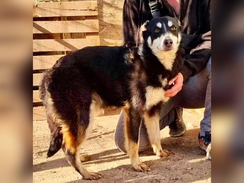 Sanfte, neugierige Hündin Dora