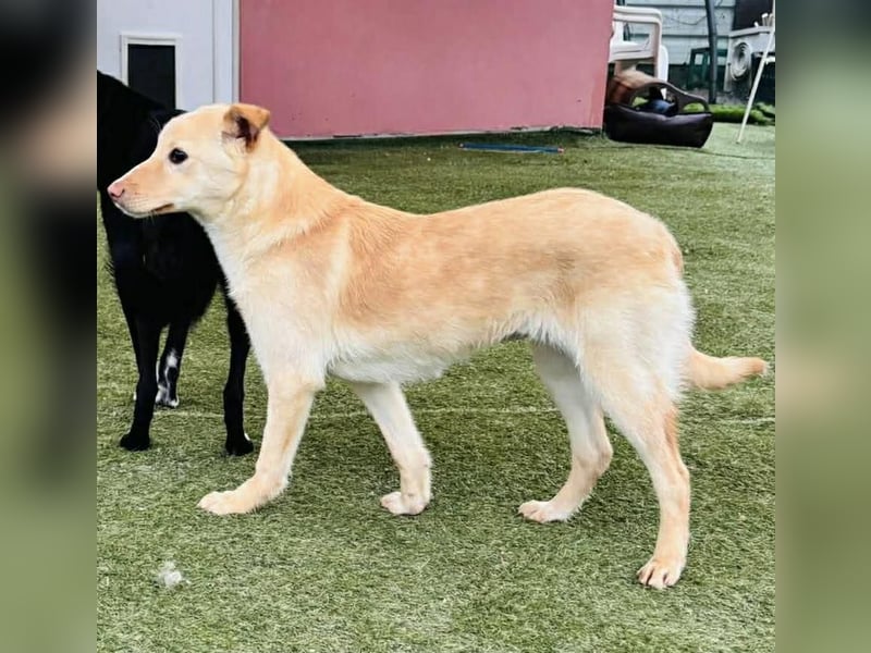 Zuckersüßes Hundemädchen Lesedi