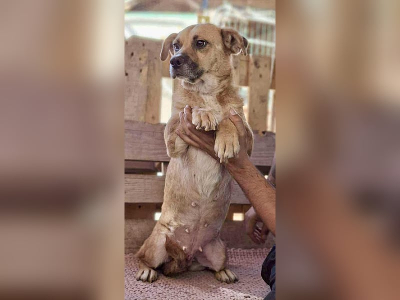 Lisa – sanfte Hündin mit großem Herzen