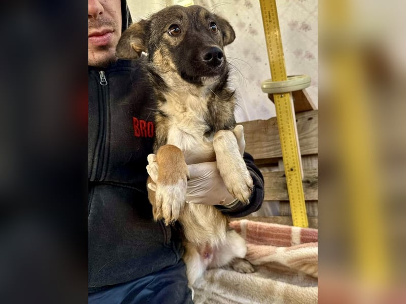 Akima sucht ganz viel Liebe