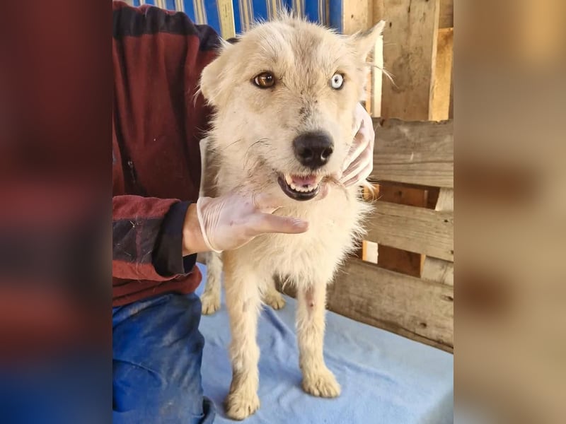 Mara, Schönheit mit zweifarbigem Blick