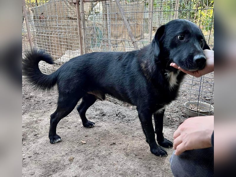 Seelenhund Mo sucht Halt und Liebe bei erfahrenen und geduldigen Menschen