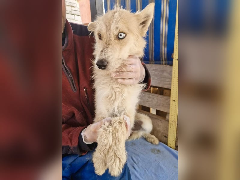 Mara, Schönheit mit zweifarbigem Blick