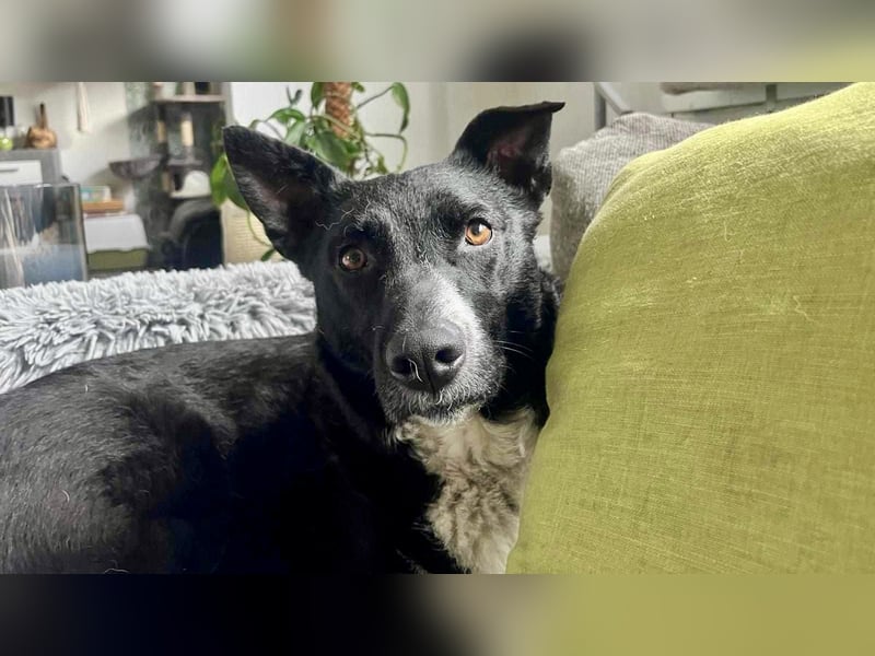 ENYA Wer verliebt sich in die clevere Hundedame?