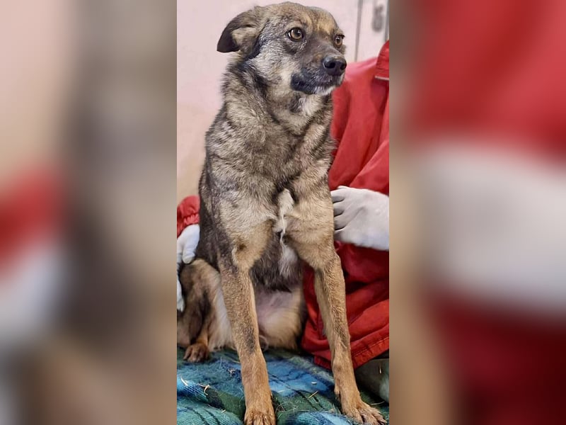 FELINA – auf der Suche nach Wärme