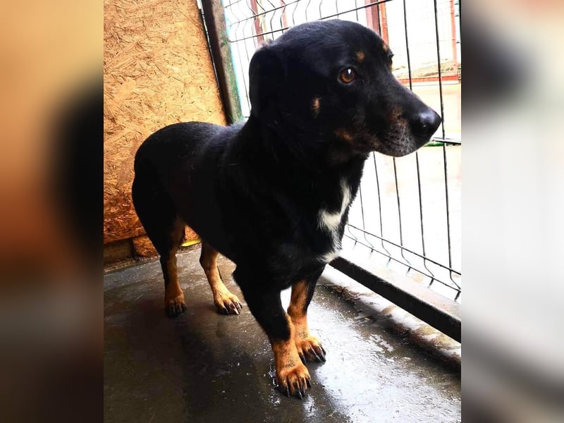 Pelle sucht geduldige und verständnisvolle Menschen